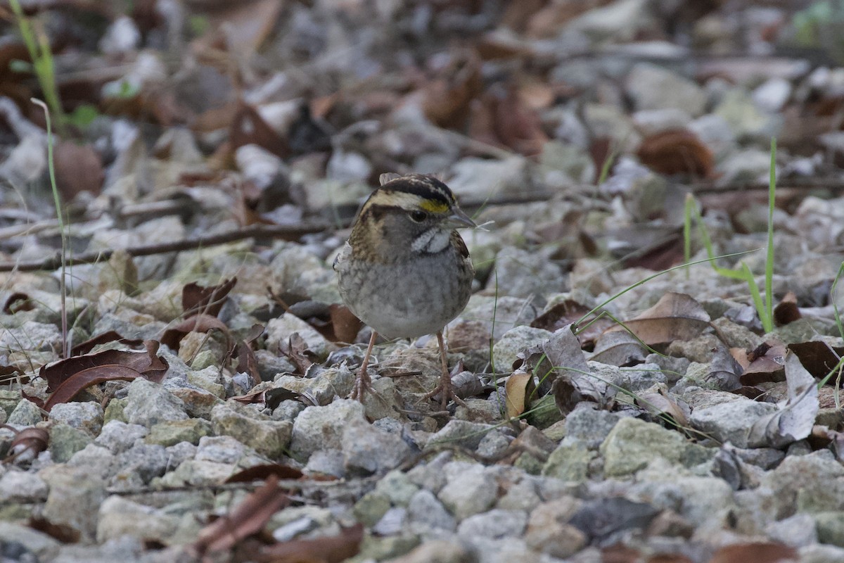 White-throated Sparrow - ML515289311