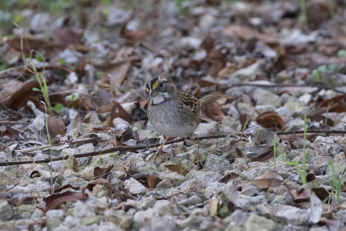 White-throated Sparrow - ML515289331