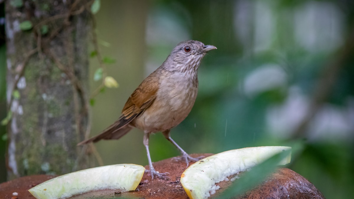 Pale-breasted Thrush - ML515291971