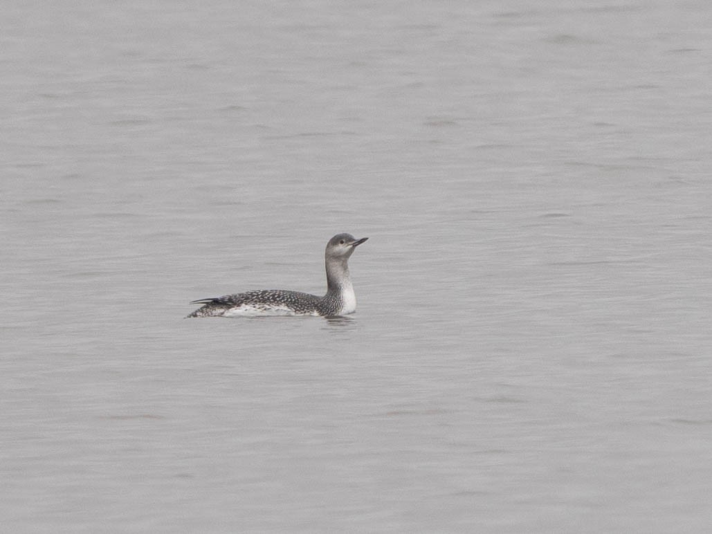 Red-throated Loon - ML515302841