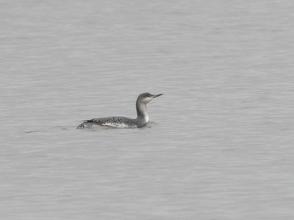 Red-throated Loon - ML515302931