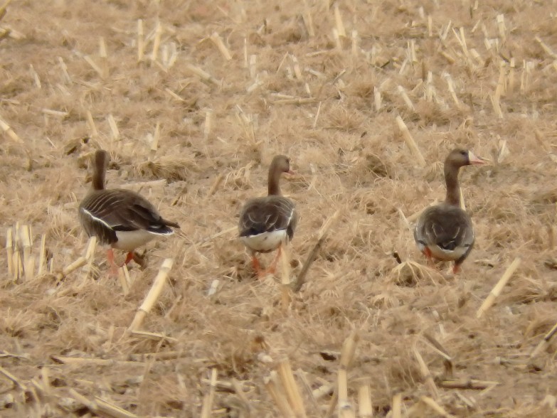 Greater White-fronted Goose - ML51530791