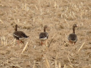 Greater White-fronted Goose, ML51530791