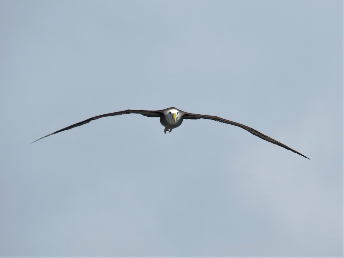 Waved Albatross - Lisa Mills