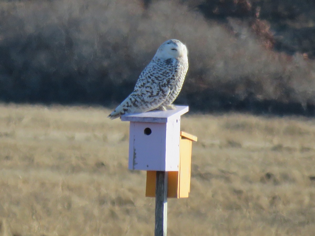 New Hampshire eBird Checklist 21 Dec 2022 HamptonSeabrook Marsh