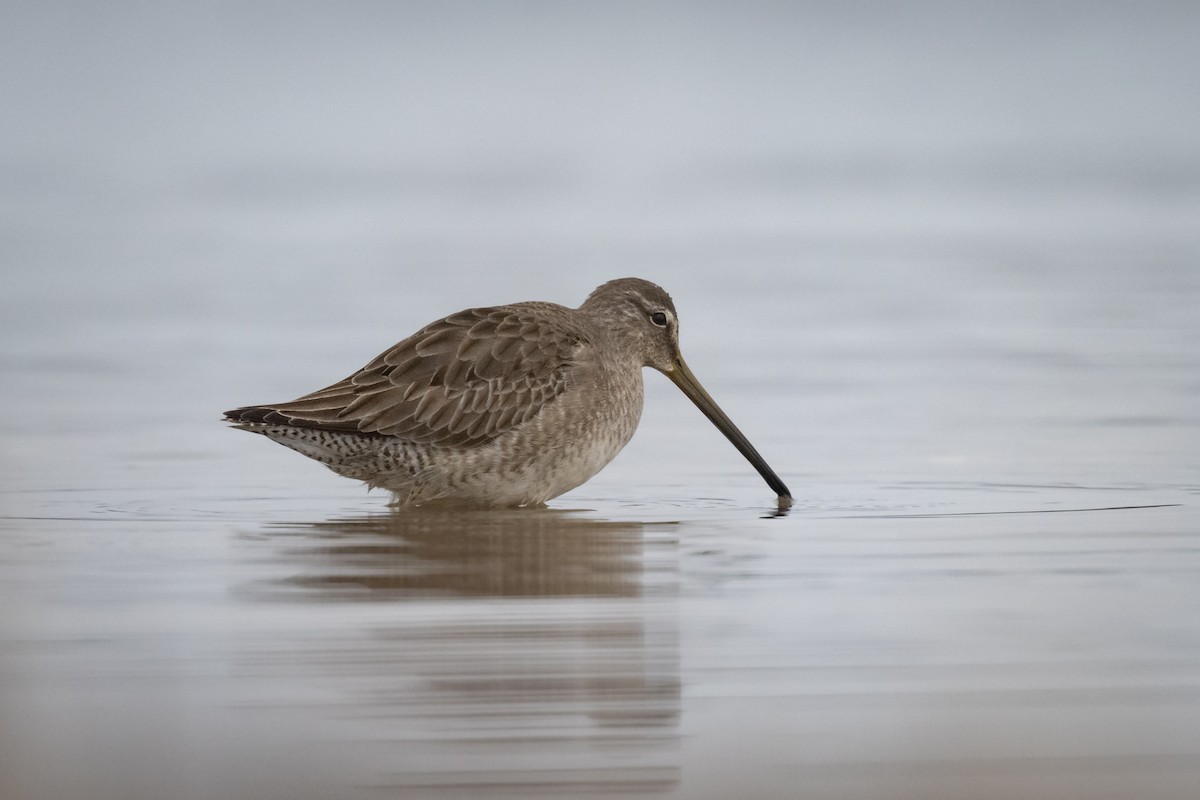 Long-billed Dowitcher - ML515310891