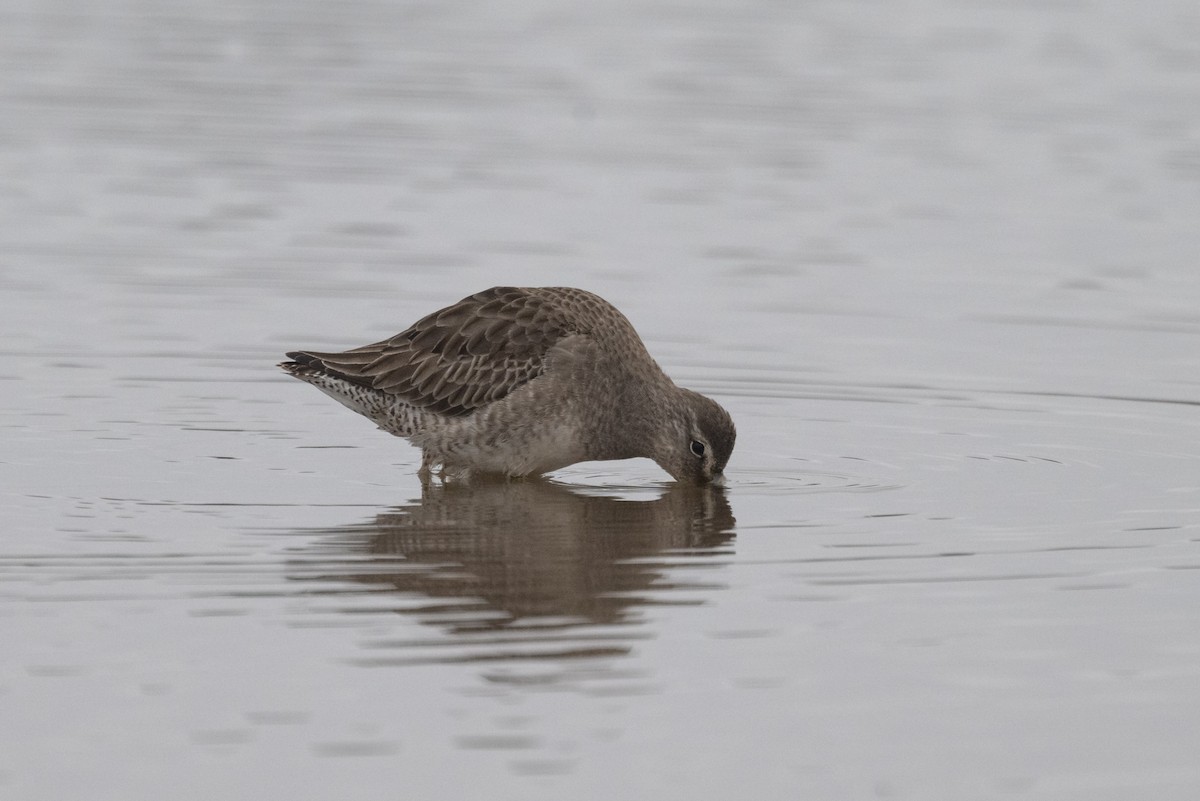 Long-billed Dowitcher - ML515310901