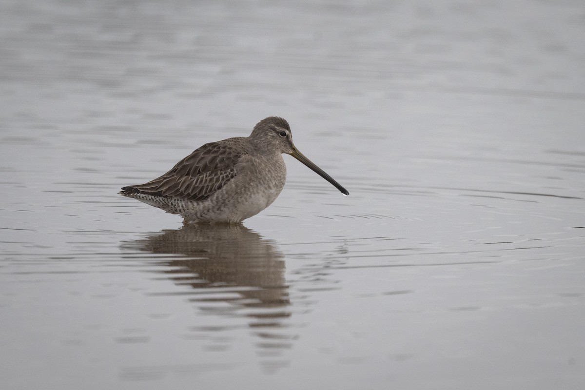 Long-billed Dowitcher - ML515310911