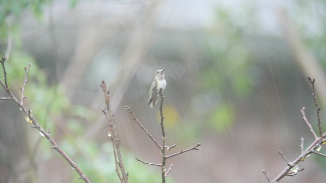 Calliope Hummingbird - ML515319171