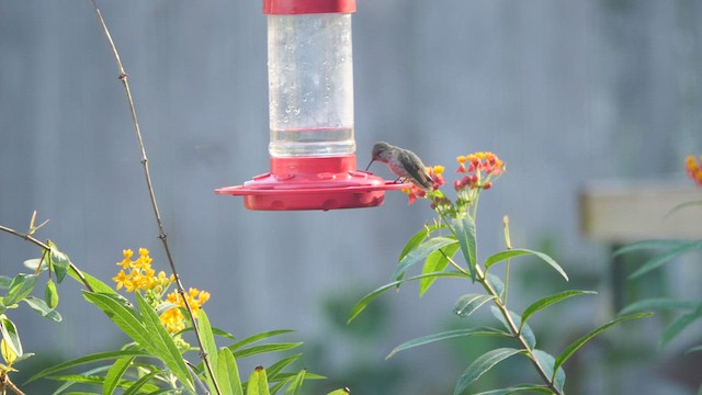 Calliope Hummingbird - ML515319181