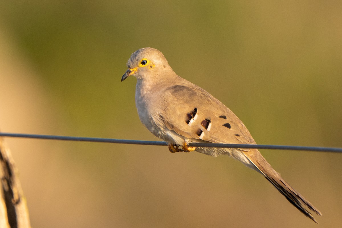 Long-tailed Ground Dove - Steve McInnis
