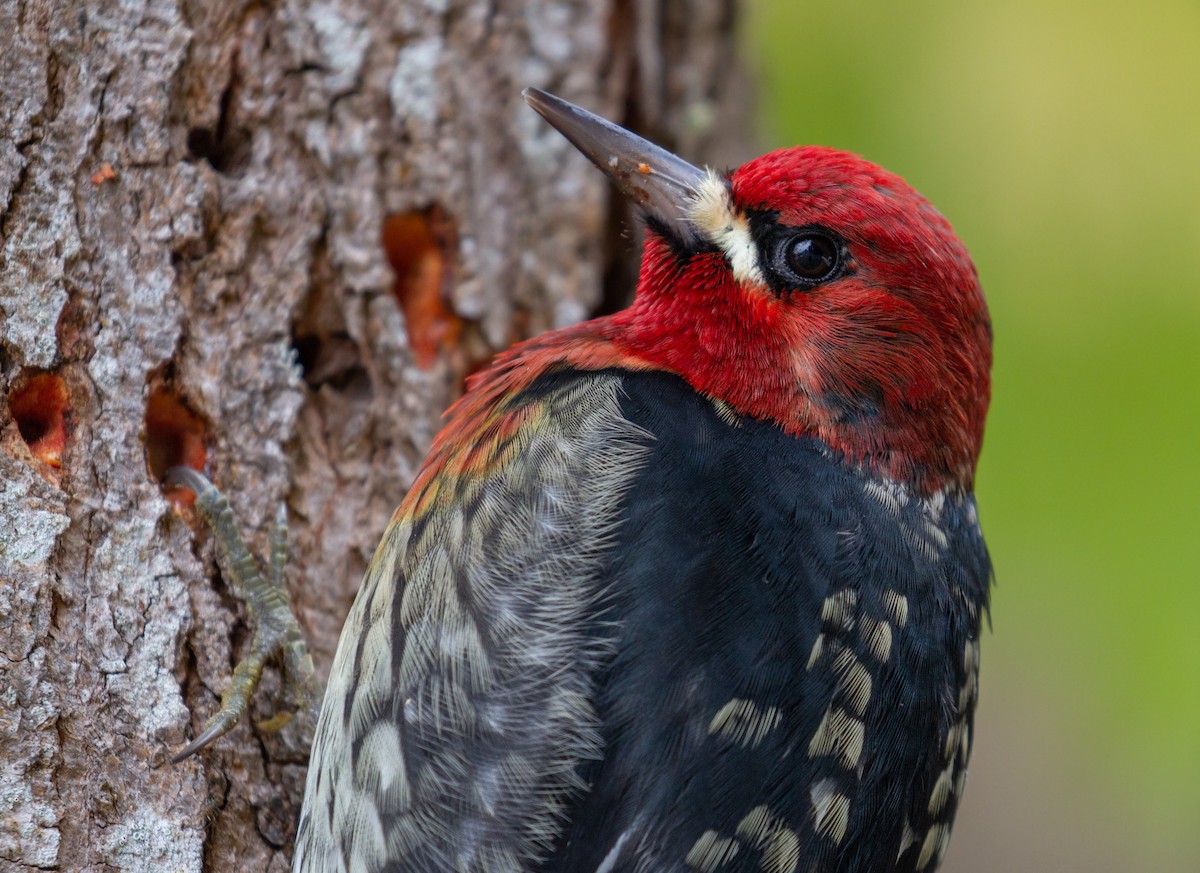 Red-breasted Sapsucker - ML515326061