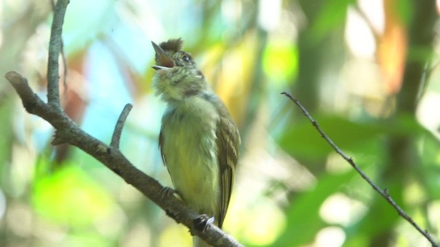 Sepia-capped Flycatcher - ML515327001