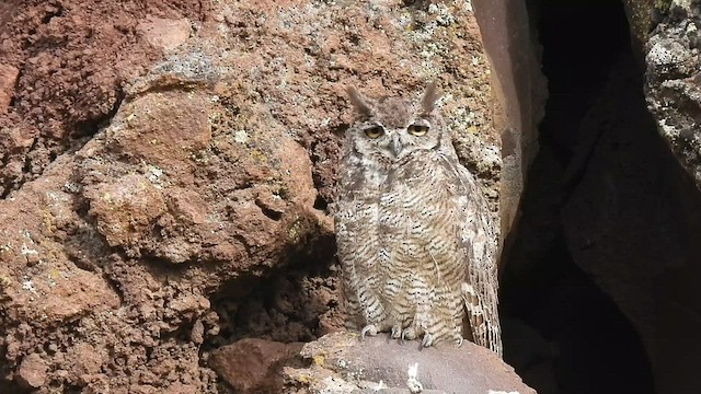 Lesser Horned Owl - ML515328291