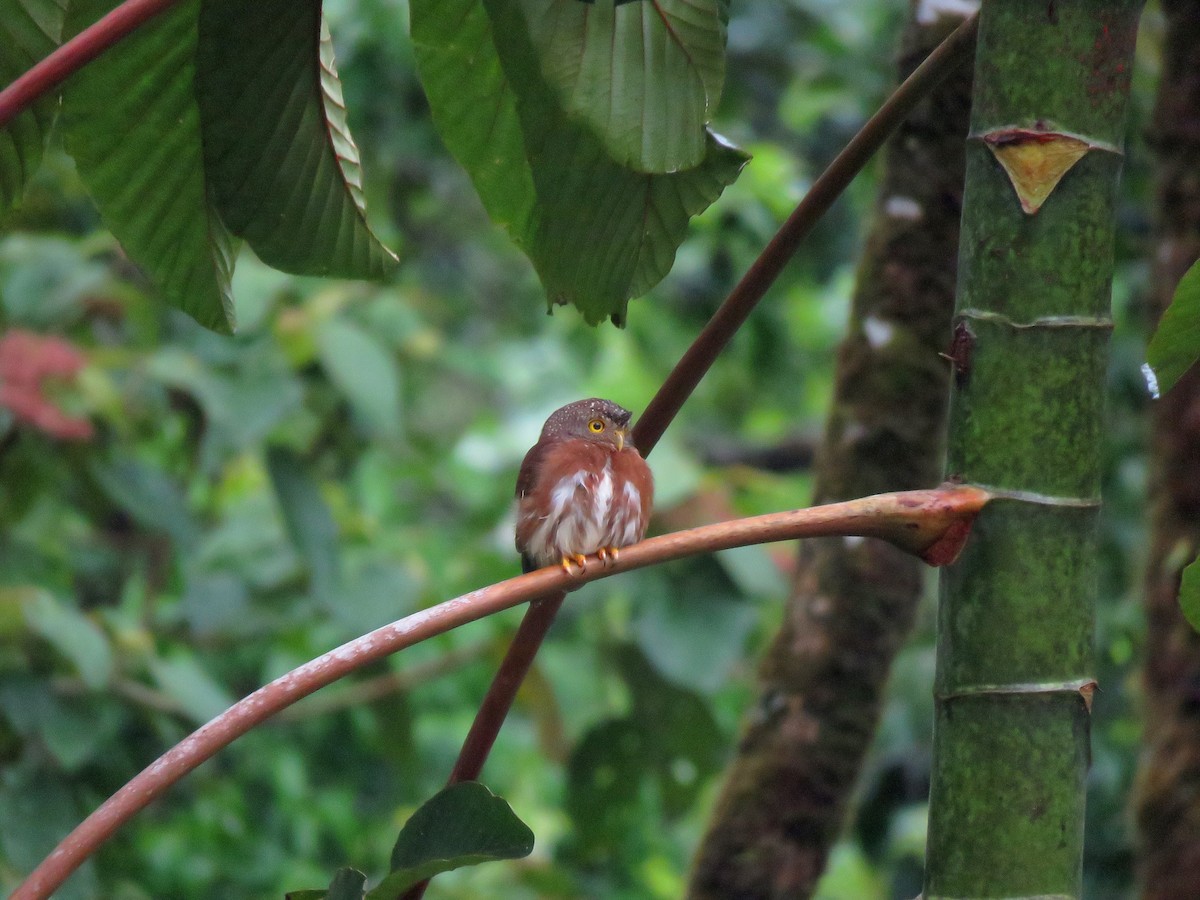 Central American Pygmy-Owl - Vince Elia