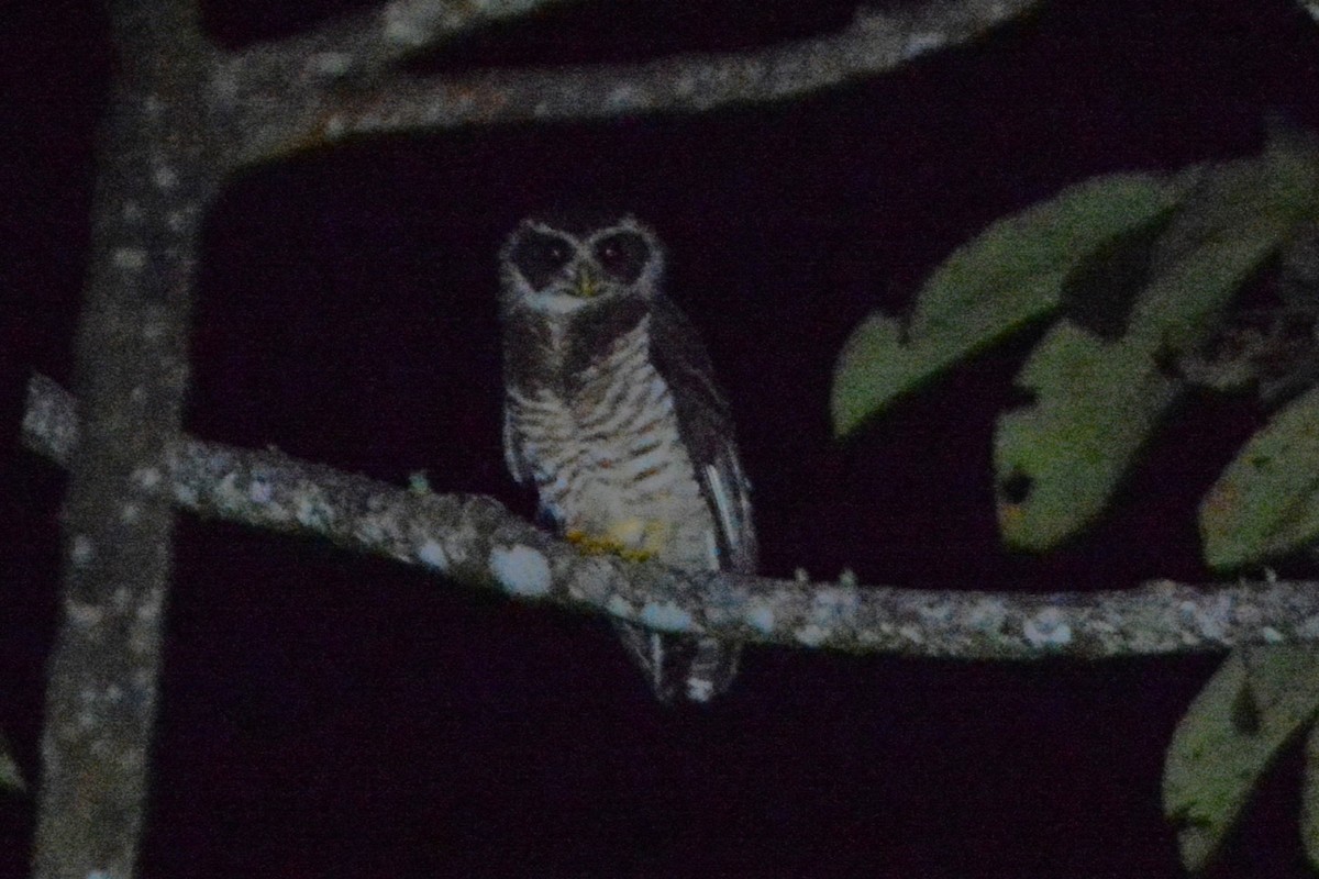 Band-bellied Owl - ML515333471