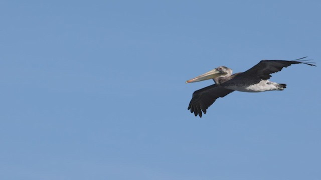 pelikán hnědý (ssp. californicus) - ML515339541