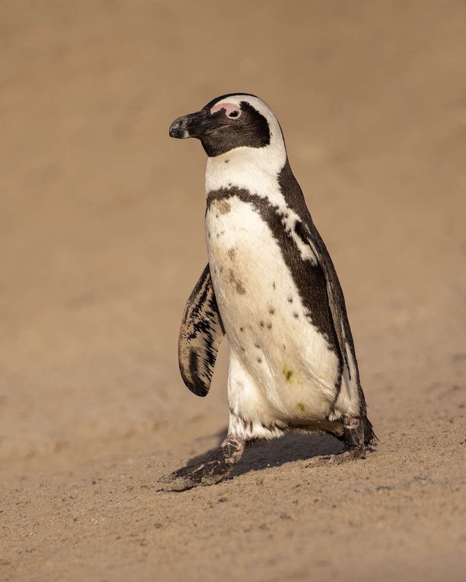 Pingüino de El Cabo - ML515340871