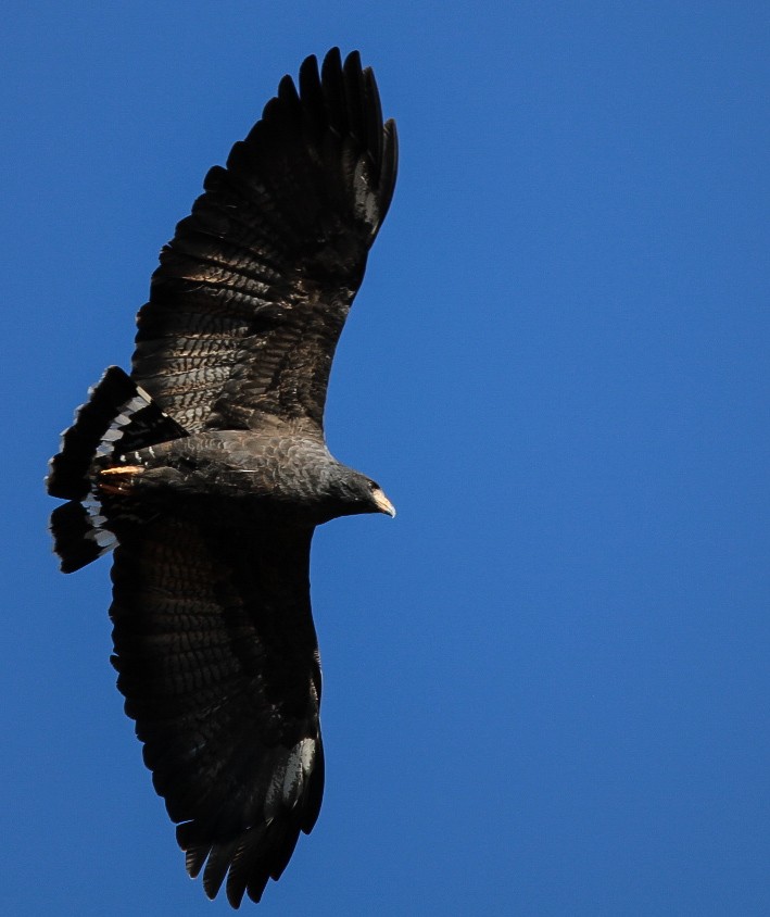 Common Black Hawk - Sky Schipper
