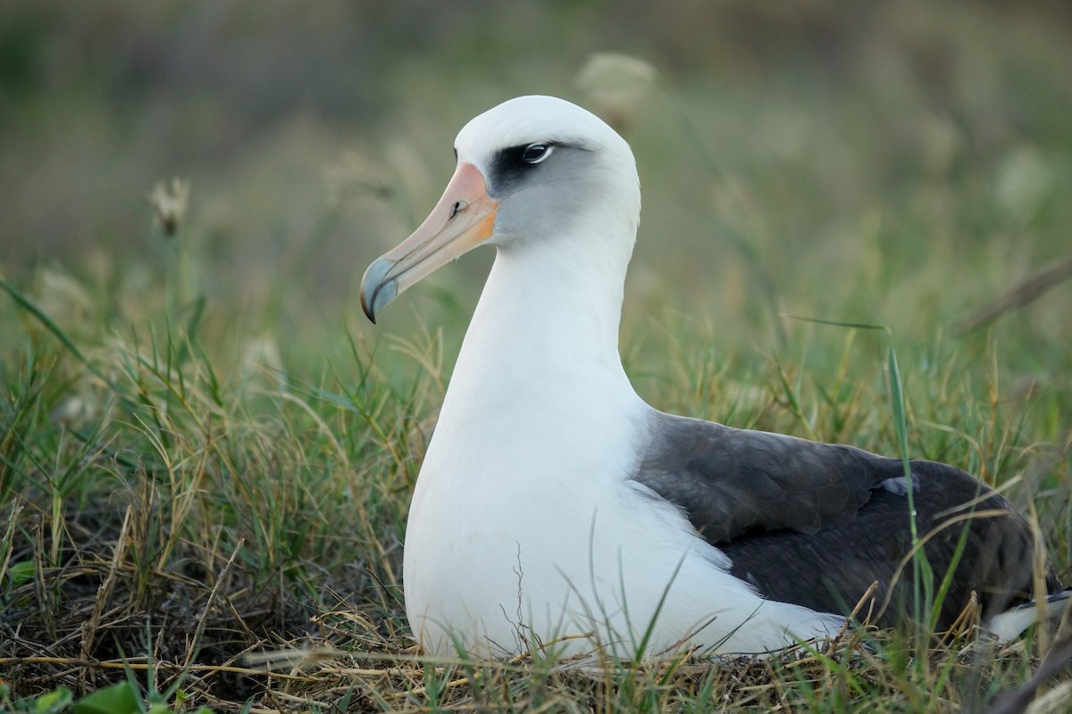 albatros laysanský - ML515354141