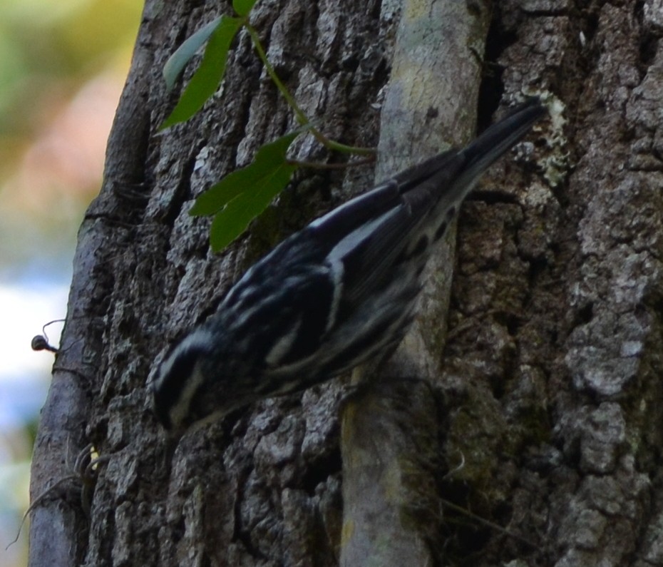 Black-and-white Warbler - ML51535481