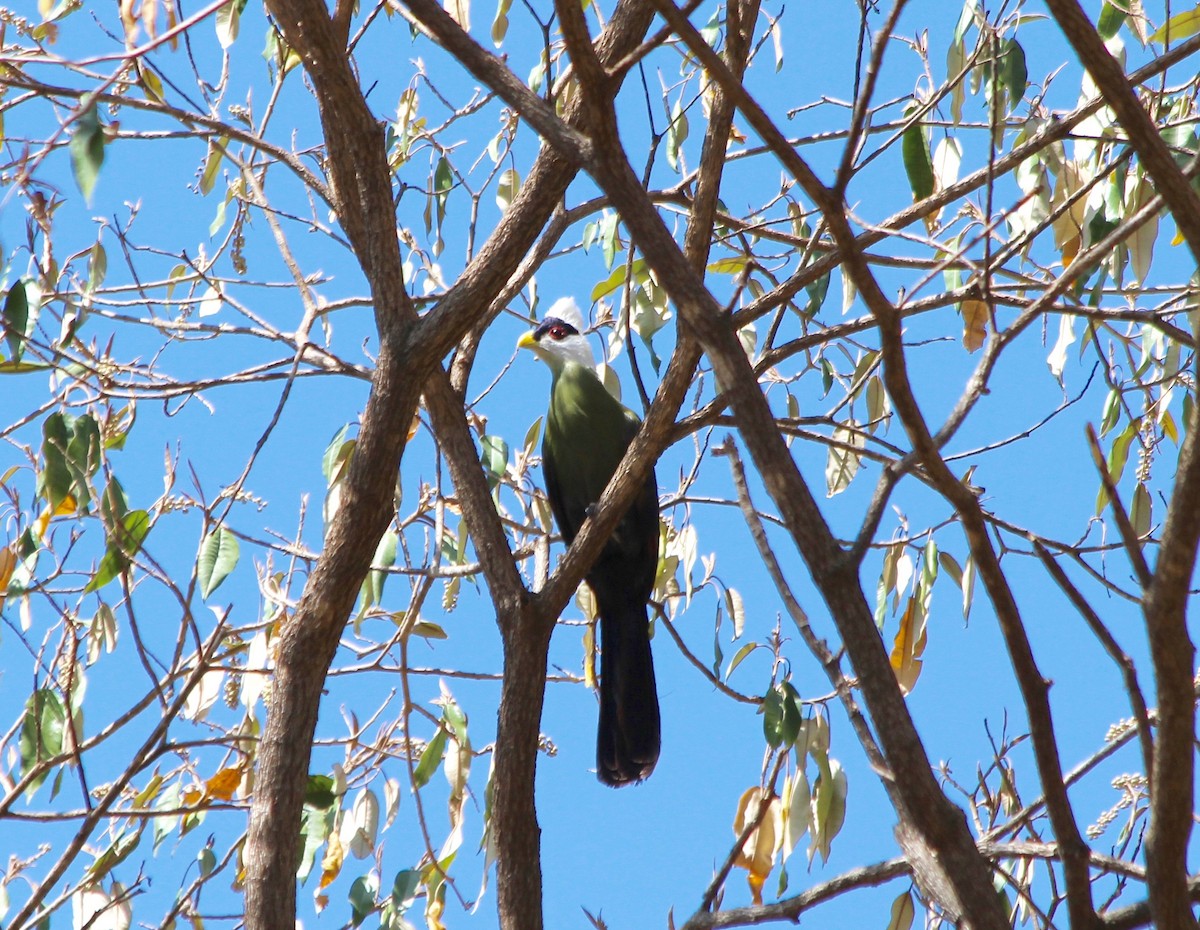 White-crested Turaco - ML51535571
