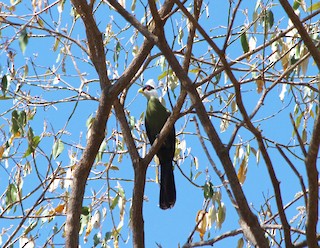  - White-crested Turaco