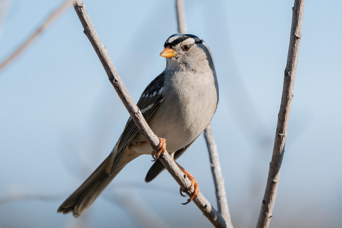 White-crowned Sparrow (Gambel's) - Derek Lecy