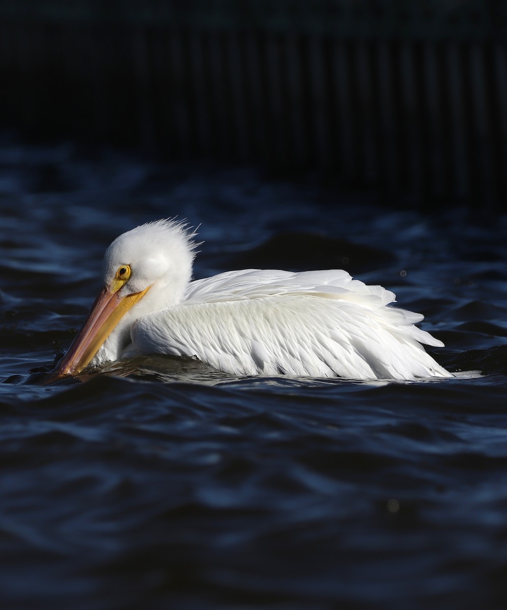 American White Pelican - Will Bennett