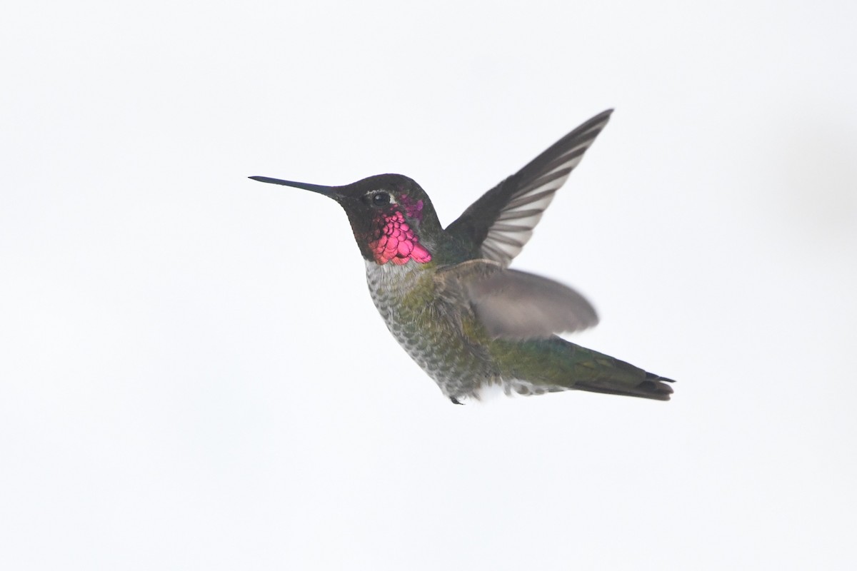 Anna's Hummingbird - ML515361761
