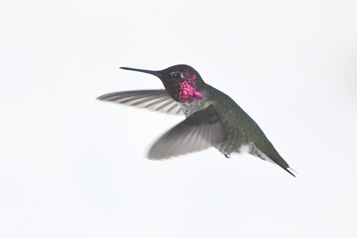 Anna's Hummingbird - ML515361771