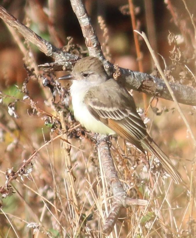 eBird Checklist 20 Dec 2015 Fort Hill Cemetery, Montauk 8 species