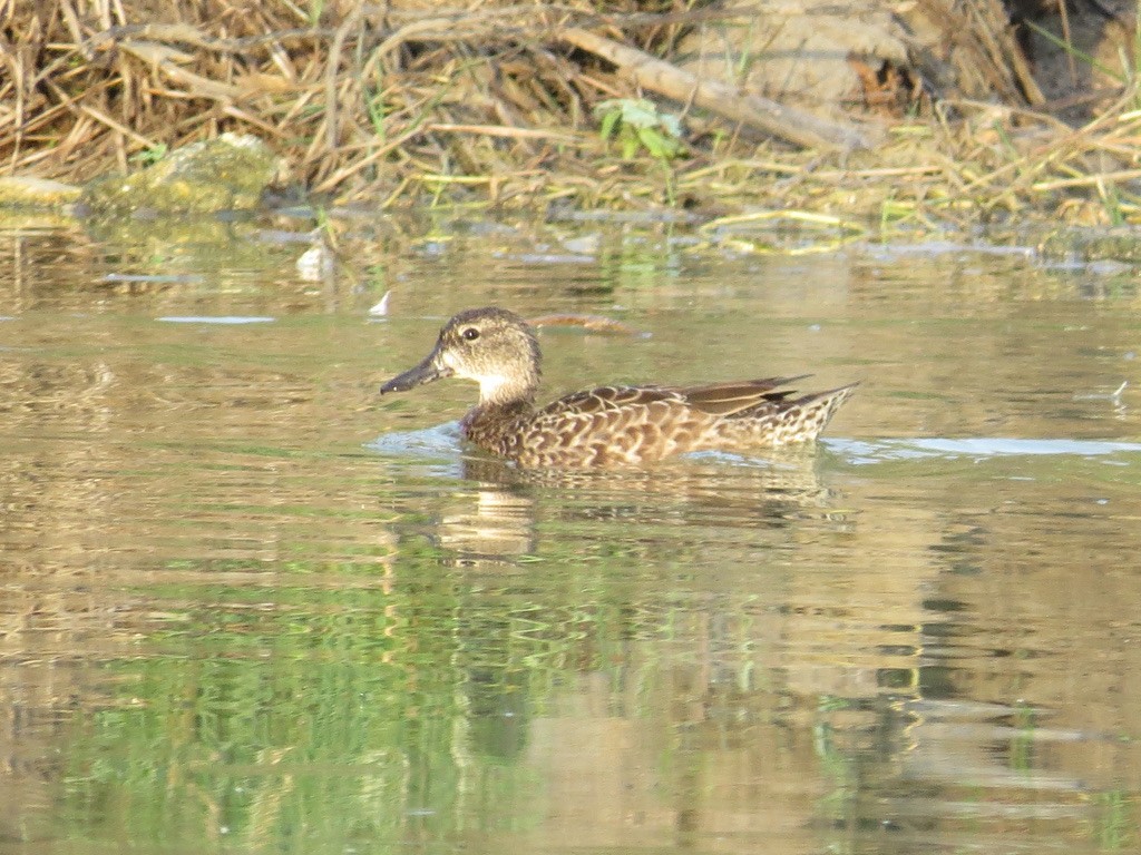 Blue-winged Teal - ML515369281