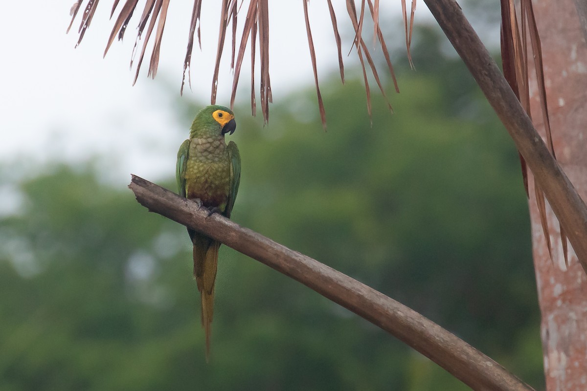 Red-bellied Macaw - João José Soares Jr