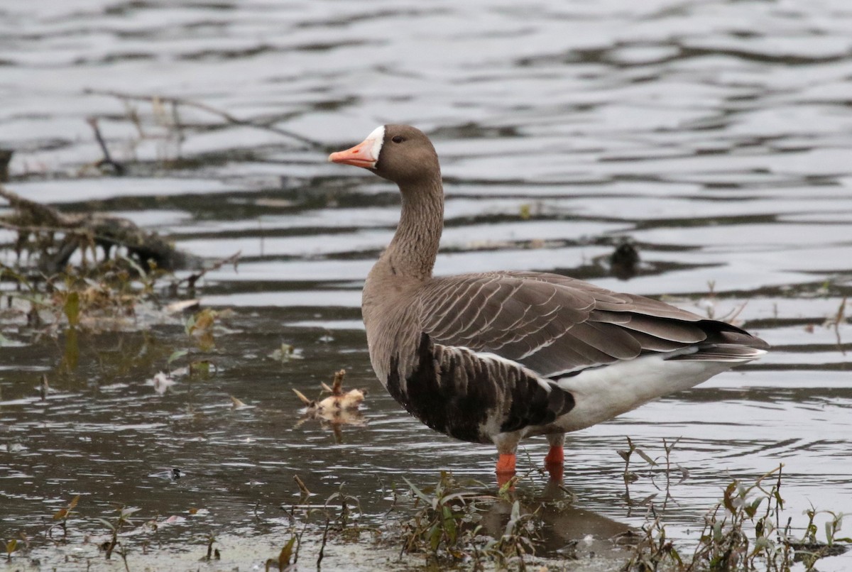 Greater White-fronted Goose - ML515371111