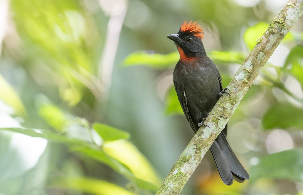Sooty Ant-Tanager - ML515372811