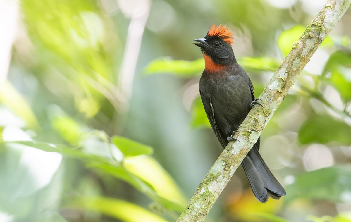 Sooty Ant-Tanager - ML515372821
