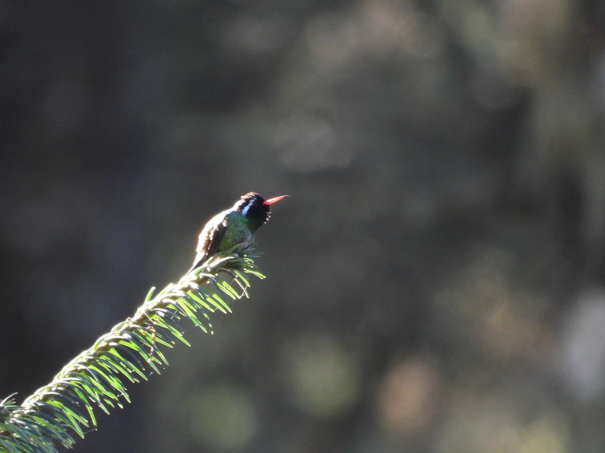 White-eared Hummingbird - ML515373091