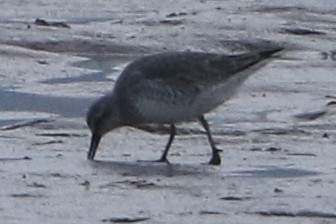 Red Knot - ML51537331