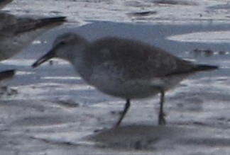 Red Knot - ML51537341
