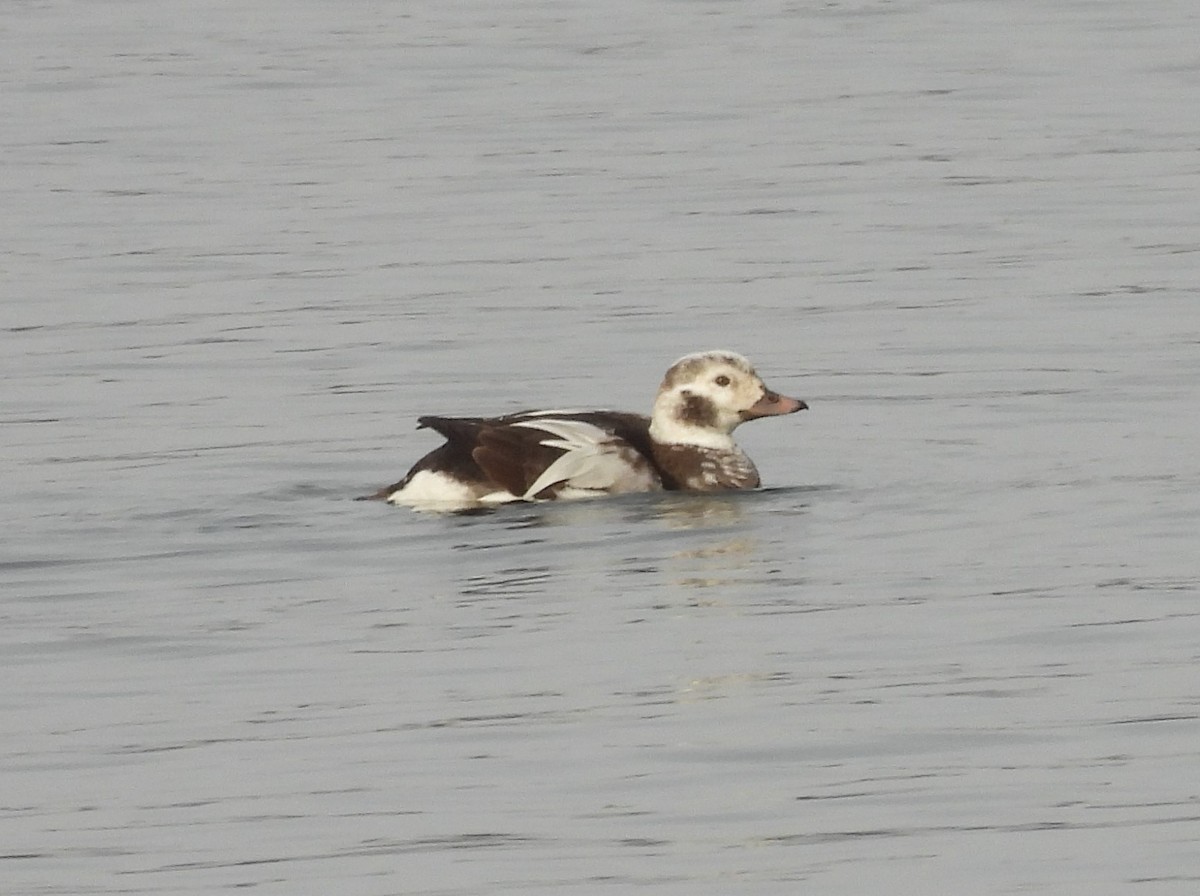 Long-tailed Duck - ML515374841