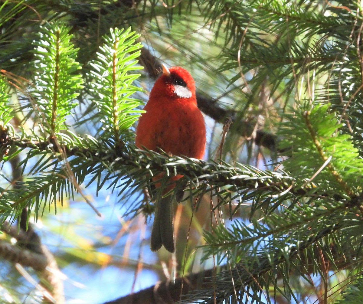 Red Warbler (White-cheeked) - ML515375321