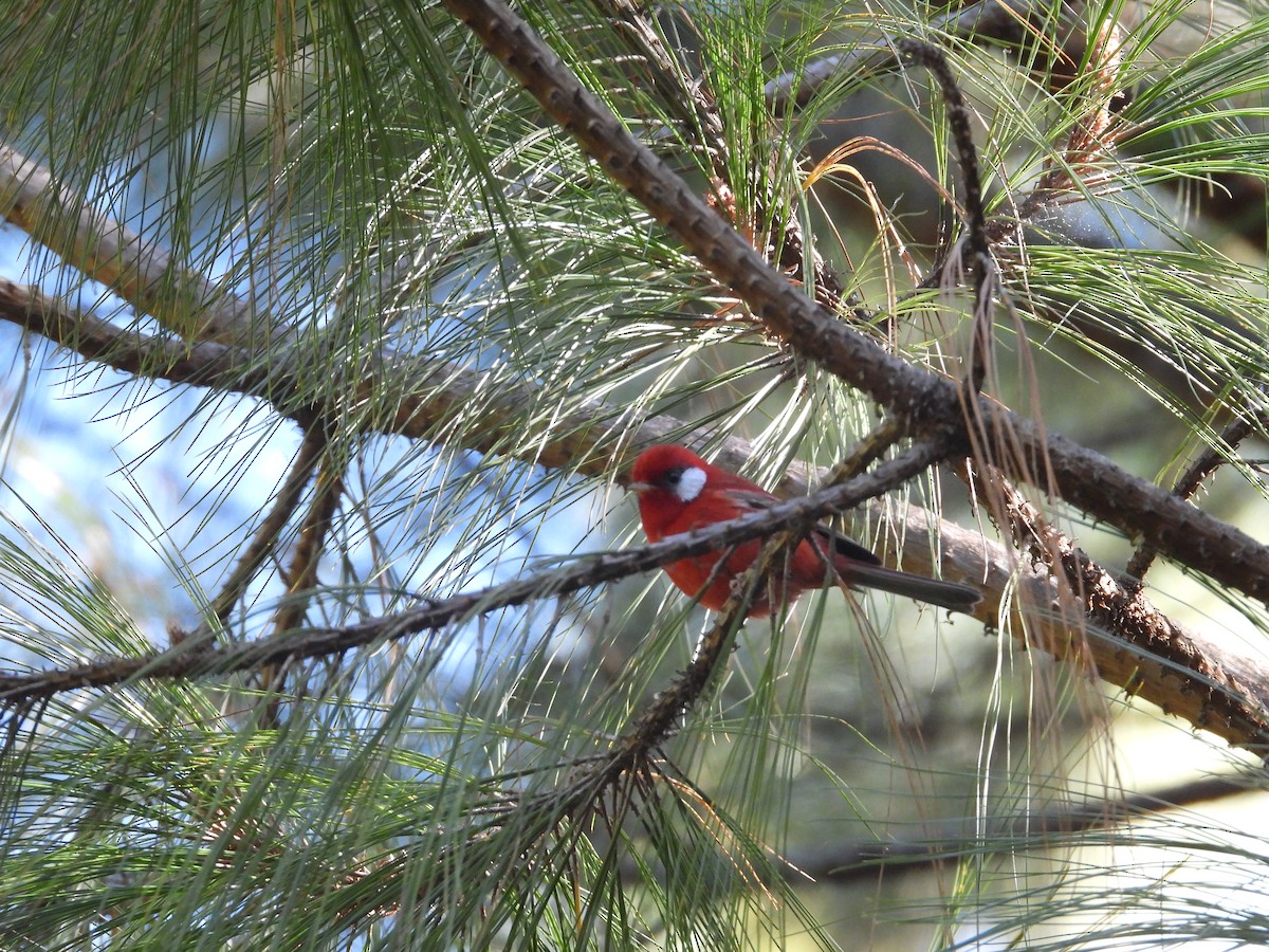 Red Warbler (White-cheeked) - ML515375331