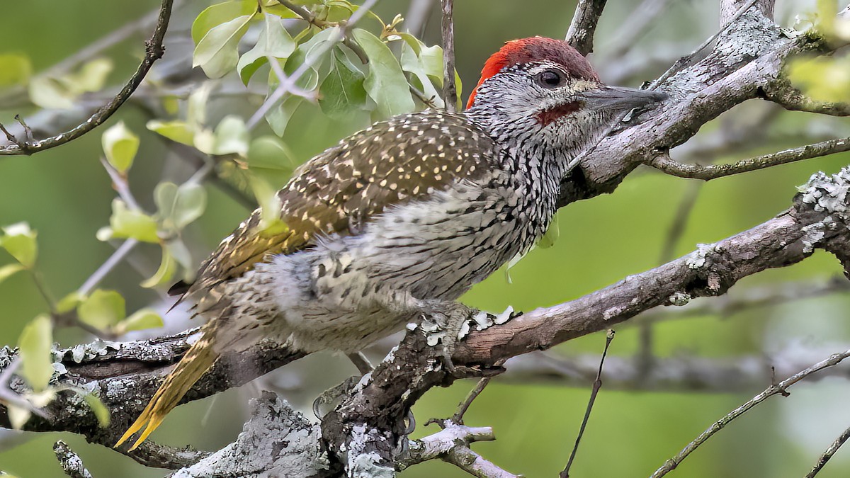 Golden-tailed Woodpecker - Sandra Wright