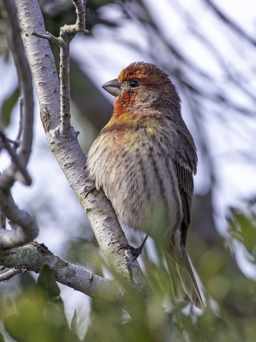 eBird Checklist 21 Dec 2022 The Celery Fields 19 species