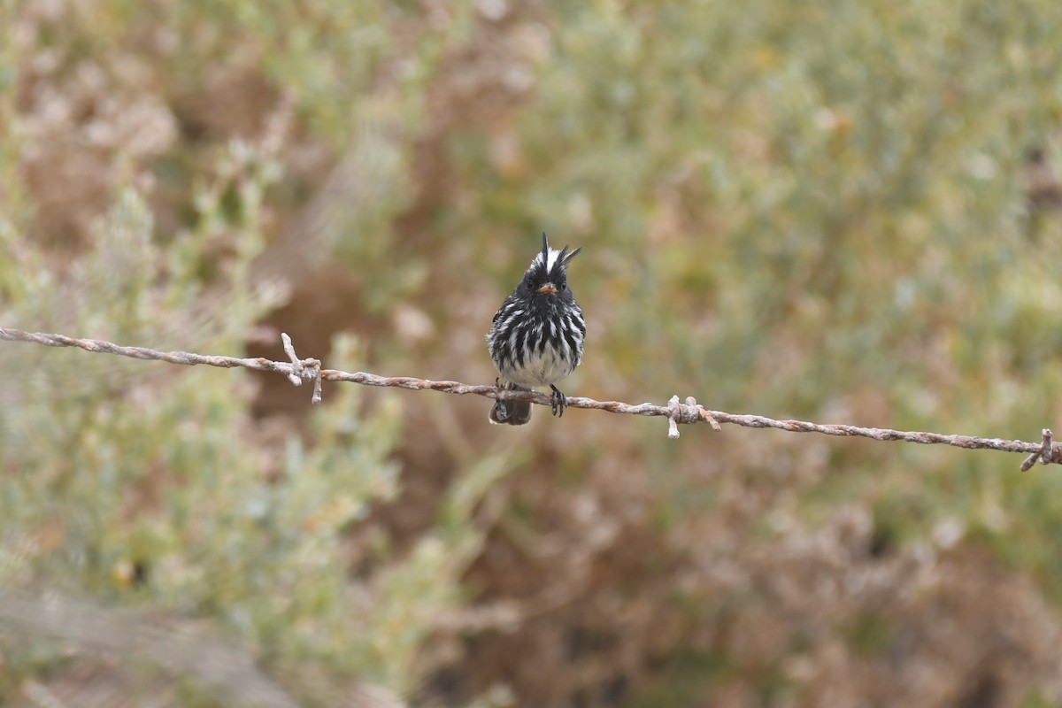 Pied-crested Tit-Tyrant - ML515386001