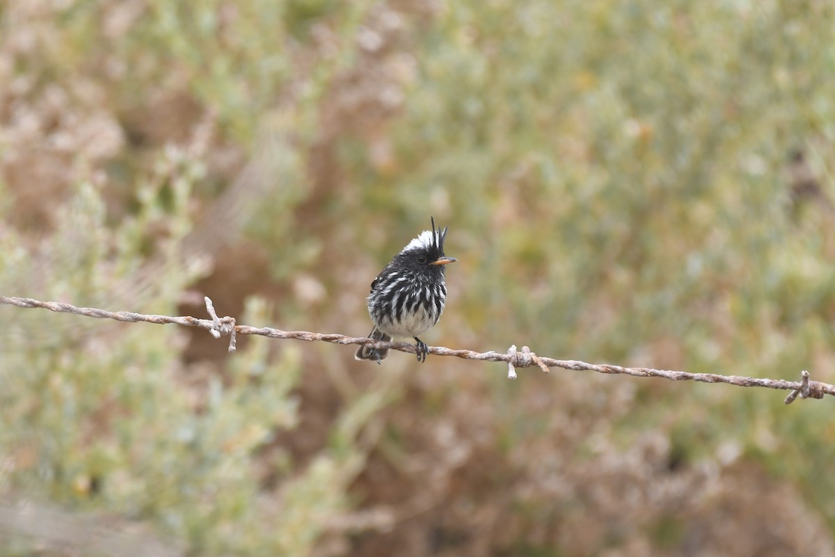 Pied-crested Tit-Tyrant - ML515386011