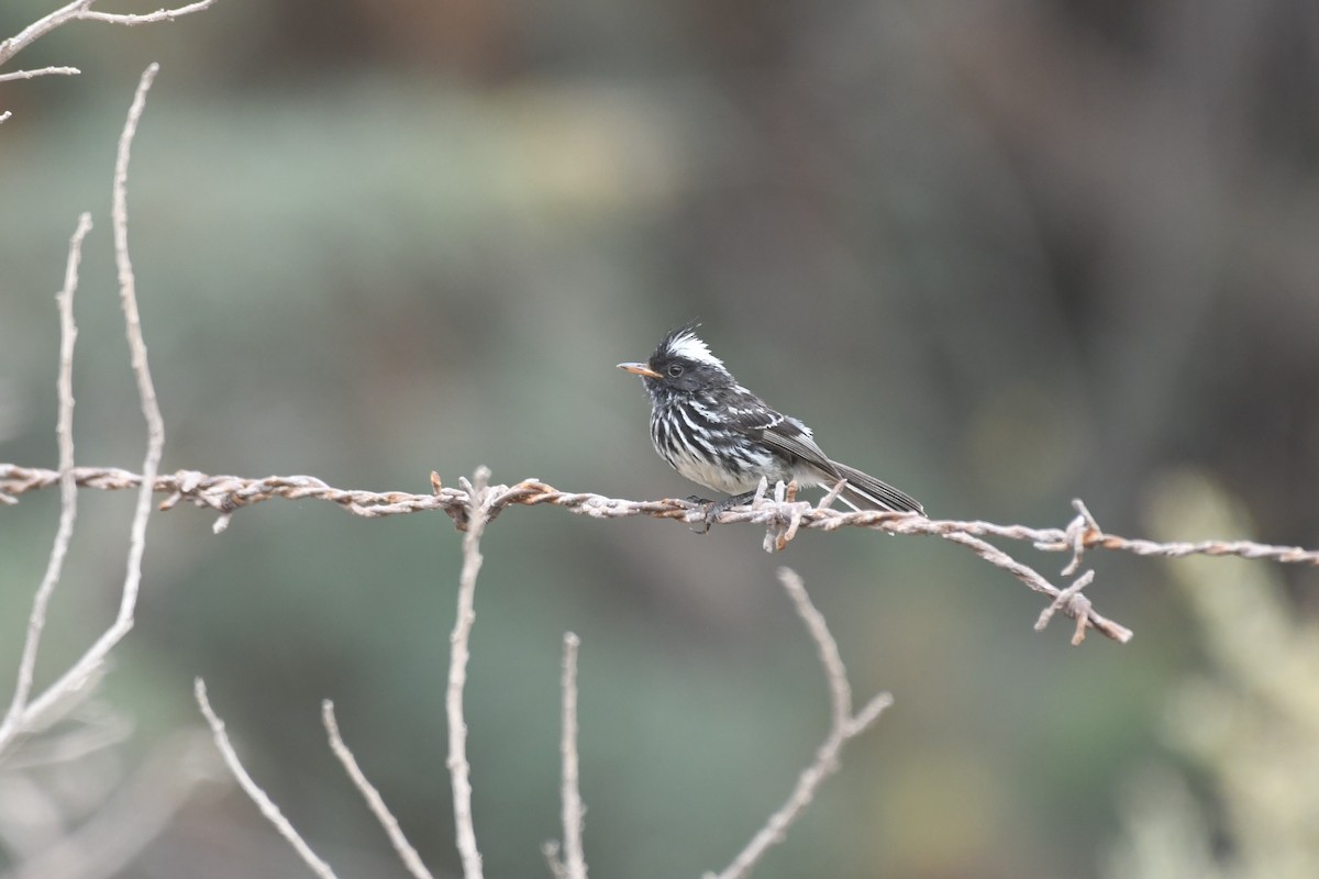 Pied-crested Tit-Tyrant - ML515386041