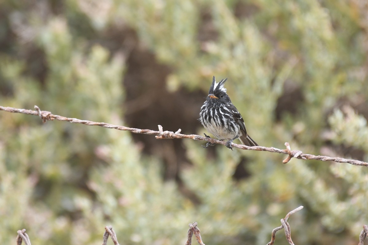Pied-crested Tit-Tyrant - ML515386071