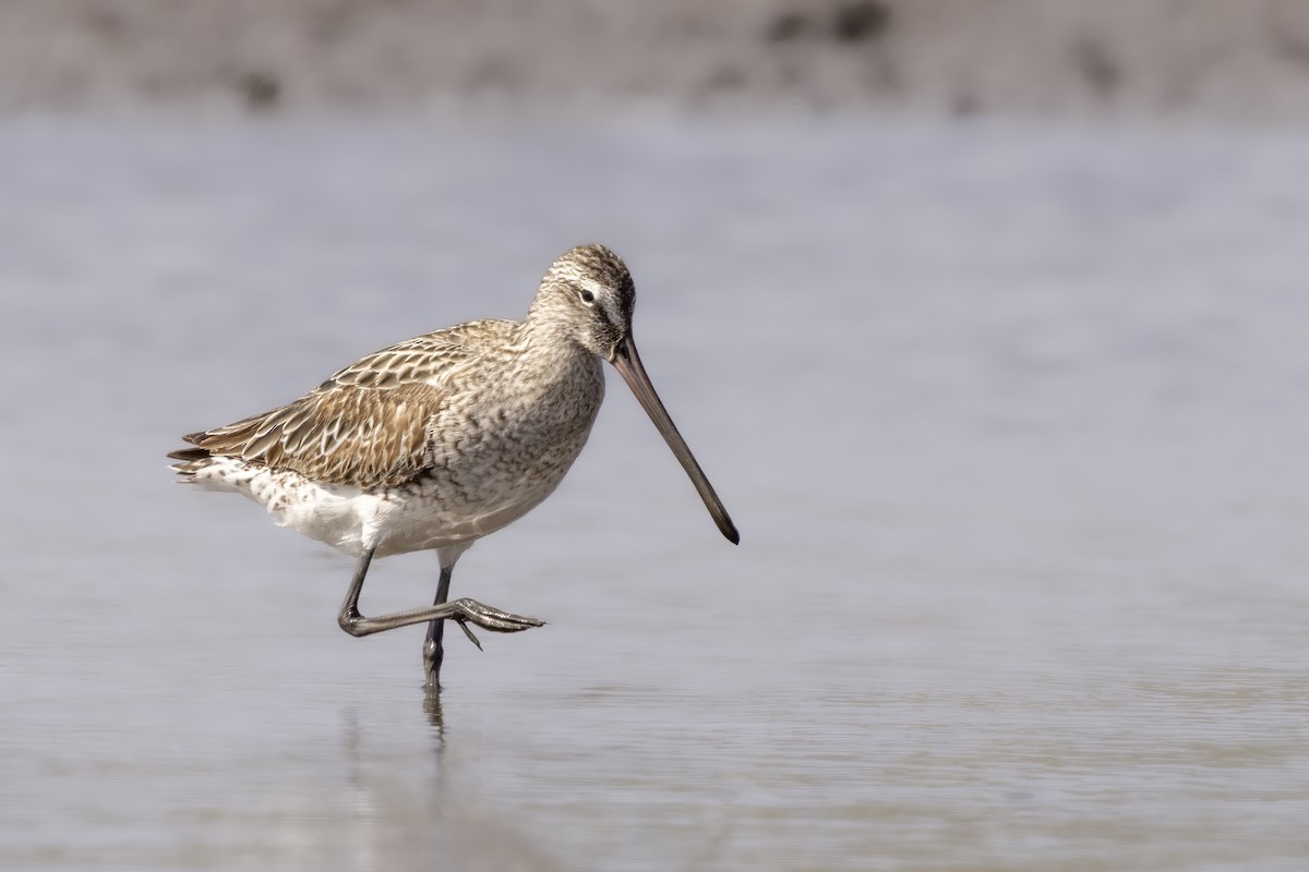 Asian Dowitcher - Hans Wohlmuth